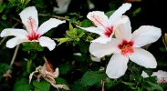 hibiscus blancs.JPG