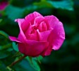 roses_de_mai_-_6.jpg