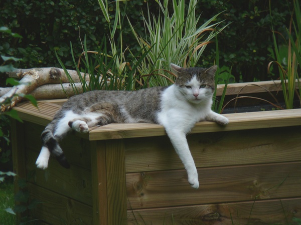 Chat au jardin